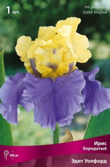 iris_boroda_edit_uolford_kaper