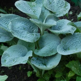 Хоста 'Big Daddy' ; С5