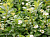 Дерен отпрысковый Флавирамеа, Cornus sericea (stolonifera) Flaviramea, 3 л, 20-30 см