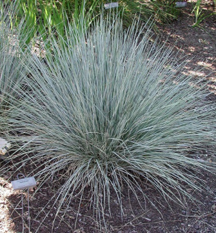 Овсяница сизая P9 *В