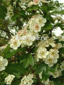 Изображение загружено обработкой по данным файла Excel