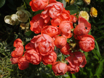 НоменклатураПрисоединенныеФайлы