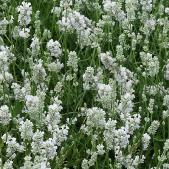 Лаванда узколистная *В