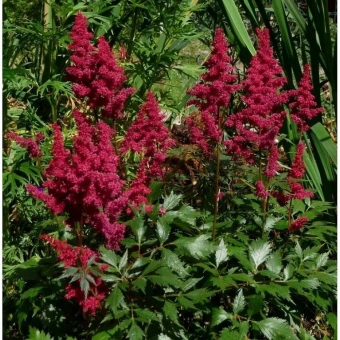 Астильба Арендса Пол Гардер (С1,5)