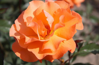 sorta-pletistyh-roz-9