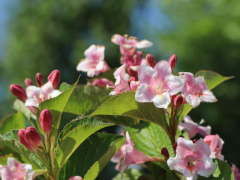 Вейгела `Марджори`, Weigela `Marjorie` C 7.5 л, 20-30 см