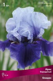 Ирис бородатый Блашес (верхние лепестки белые с голубыми прожилками, нижние-тёмно-синие) 1шт