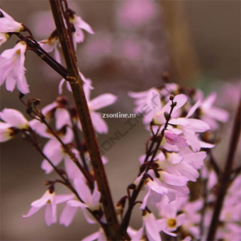 Изображение загружено обработкой по данным файла Excel