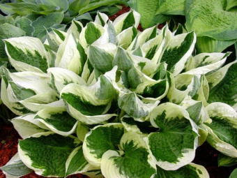 Хоста-гибридная-в-ассортименте-768x576