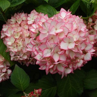 hydrangea-mirai-7909-1