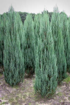 Можжевельник скальный Блю Эрроу, С 5, 30-40 см