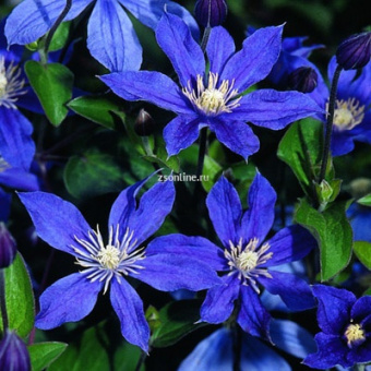 Изображение загружено обработкой по данным файла Excel