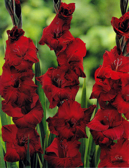 Гладиолус Зорро