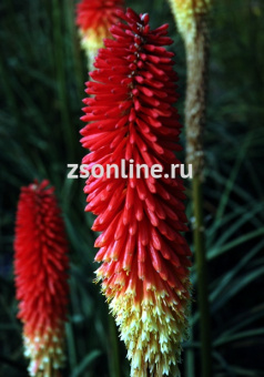 Изображение загружено обработкой по данным файла Excel