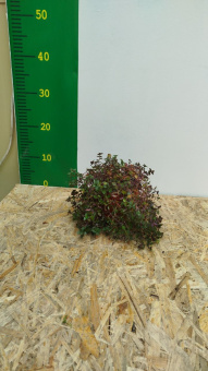 Каллизия D12