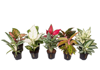 Аглаонема микс D12-14 H30-45 см