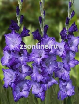 Изображение загружено обработкой по данным файла Excel