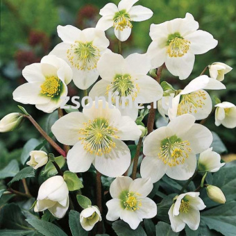 Изображение загружено обработкой по данным файла Excel