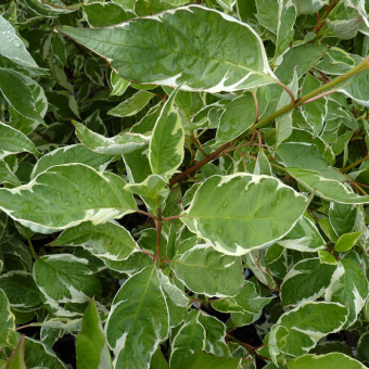 image007