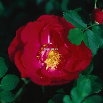 Роза канадская  парковая Аделаида Худлес 