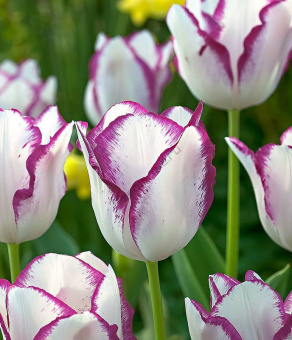 m_0ba7035f-071b-4c56-868e-deb934f4e22a