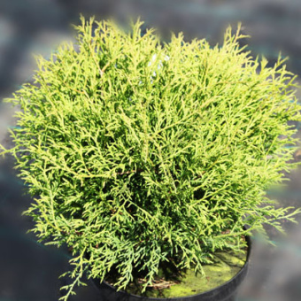 Туя западная Мистер Боулинг Болл С3 20-30