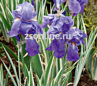 Изображение загружено обработкой по данным файла Excel