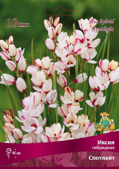 Иксия гибридная Спотлайт/К 10шт
