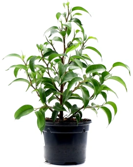 Фикус Бенджамина смесь,D9 H10см