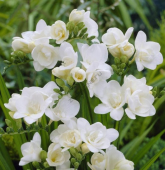 11d9823dab8715399206ea64e4961e8f--shrubs