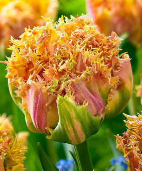 tyulpan-bahromchatiy-arkada