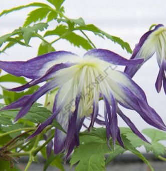 Клематис ботанический Блю Сюрпрайз