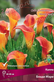 Калла Блади Мэри 12-14/К 2шт