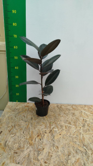 Фикус микс D15