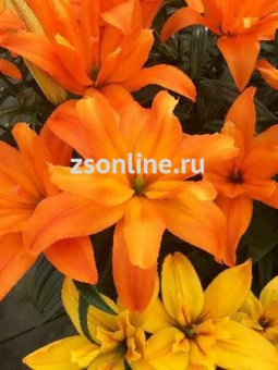 Изображение загружено обработкой по данным файла Excel