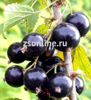 Изображение загружено обработкой по данным файла Excel