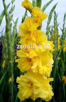 Изображение загружено обработкой по данным файла Excel