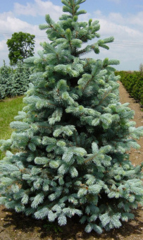 Ель колючая Glauca Kibab, Picea punges, в горшке 1л, 10-30 см