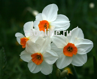 Изображение загружено обработкой по данным файла Excel