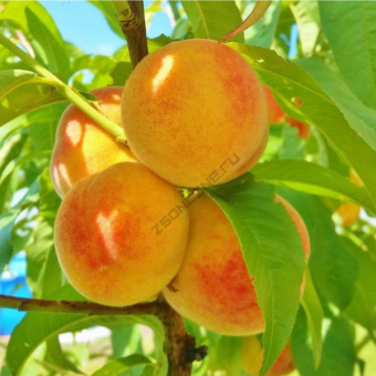 Персик Колонновидный Сувенир