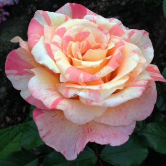 Роза шраб Мишель ларок С12,5