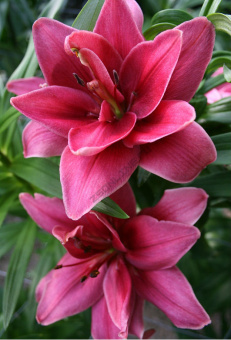 Лилия Азиатская махровая Церес