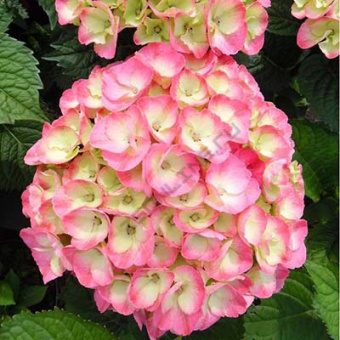 gorten_krupnolist_rerembrand_dolce_chik