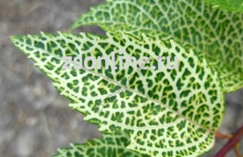 Изображение загружено обработкой по данным файла Excel