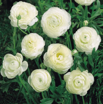 Ранункулус White 10 шт