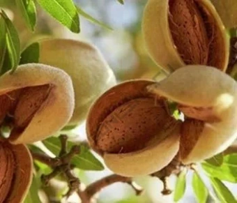 Миндаль Приморский/С