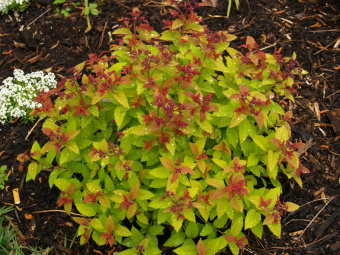 Спирея японская Меджик Карпет (40-50, С 2, IV)