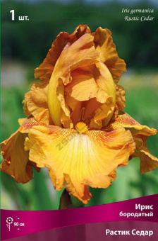 Ирис бородатый Растик Седар/К