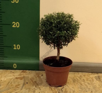 Мирт обыкновенный спираль 12/40см