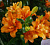 Лилия Азиатская махровая Датч Твин, оранжевый, без крапа, диаметр цветка 18 см, 2 шт
